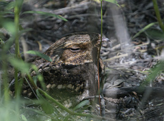 Antrostomus carolinensis