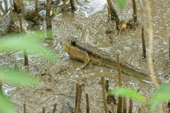 Periophthalmodon schlosseri