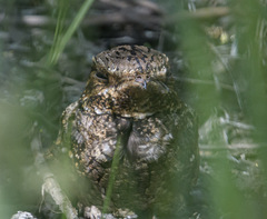 Antrostomus carolinensis