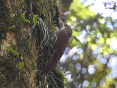 Lepidocolaptes falcinellus
