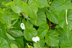 Ipomoea violacea