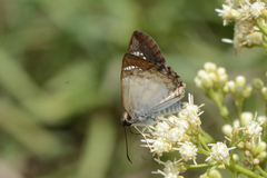 Antigonus emorsa