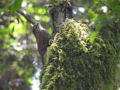 Lepidocolaptes falcinellus