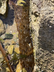 Eisenia arborea