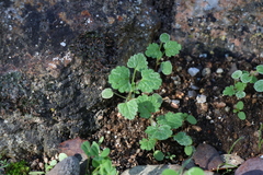 Lamium purpureum