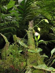 Utricularia unifolia