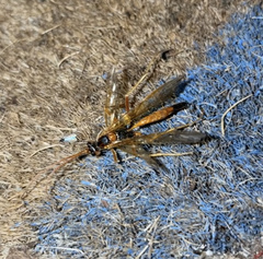 Opheltes glaucopterus barberi