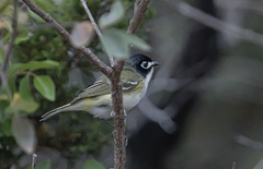 Vireo atricapilla