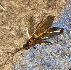 Opheltes glaucopterus barberi