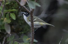 Vireo atricapilla