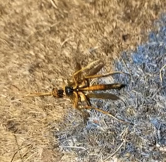 Opheltes glaucopterus barberi