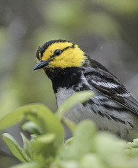 Setophaga chrysoparia