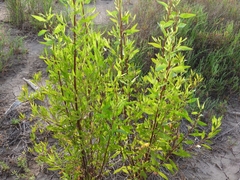 Tessaria dodonaeifolia