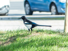 Pica pica