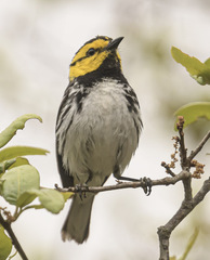 Setophaga chrysoparia