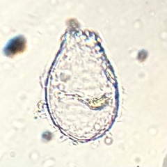 Euglypha