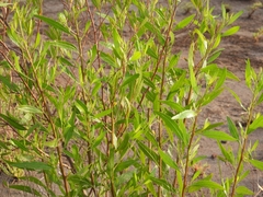 Tessaria dodonaeifolia
