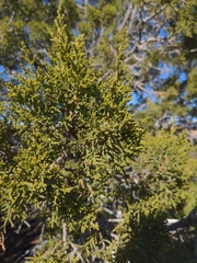 Juniperus monosperma