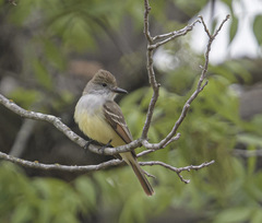 Myiarchus tyrannulus