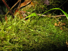 Utricularia unifolia