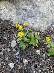 Ranunculus eschscholtzii