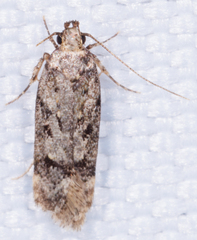Chionodes formosella