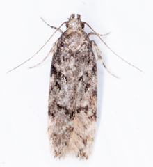 Chionodes formosella