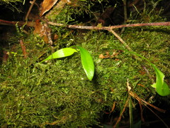 Utricularia unifolia