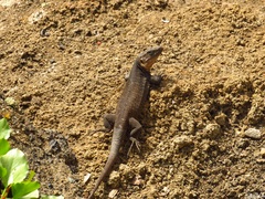 Gallotia stehlini