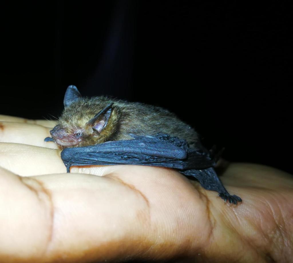 Thomas's Yellow Bat