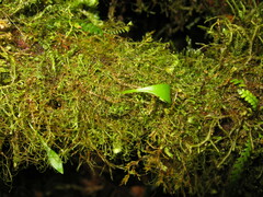 Utricularia unifolia