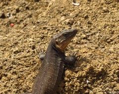 Gallotia stehlini