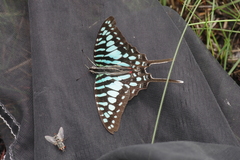 Graphium policenes