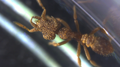 Strumigenys hexamera