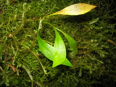 Utricularia unifolia