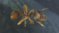 Strumigenys hexamera