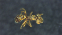 Strumigenys hexamera