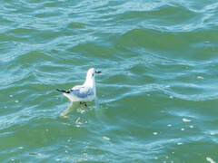 Chroicocephalus ridibundus