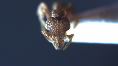 Strumigenys hexamera