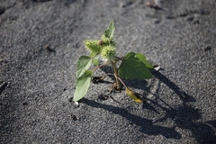 Xanthium orientale italicum