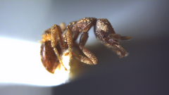 Strumigenys hexamera