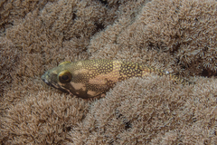 Epinephelus ongus