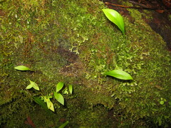 Utricularia unifolia