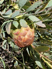 Protea effusa