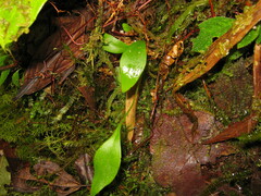 Utricularia unifolia