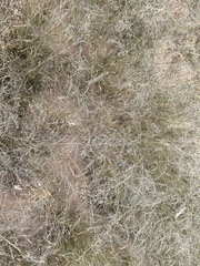 Eragrostis lehmanniana