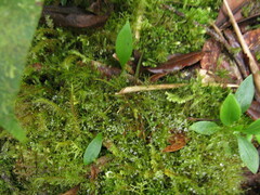 Utricularia unifolia