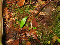 Utricularia unifolia