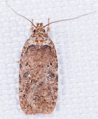 Agonopterix pulvipennella