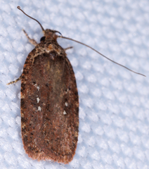 Agonopterix pulvipennella